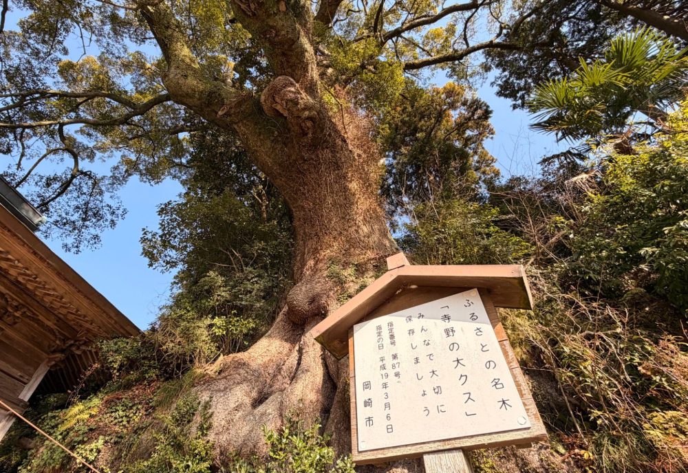 寺野の大楠
