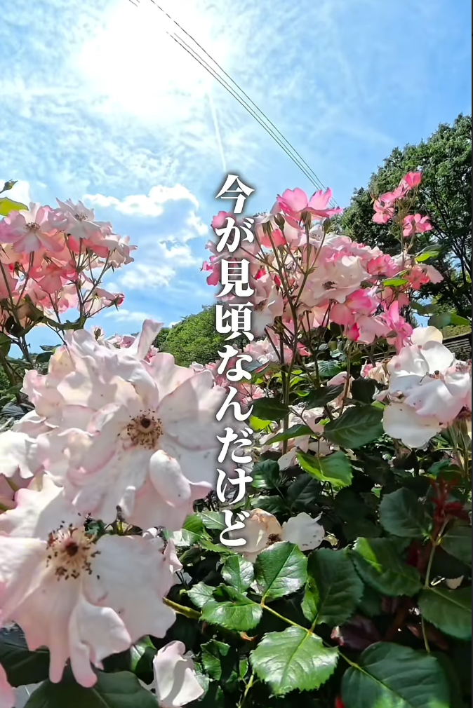 toyota_walker