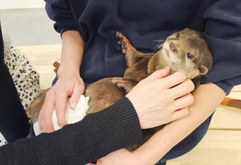 どうぶつときどき癒し