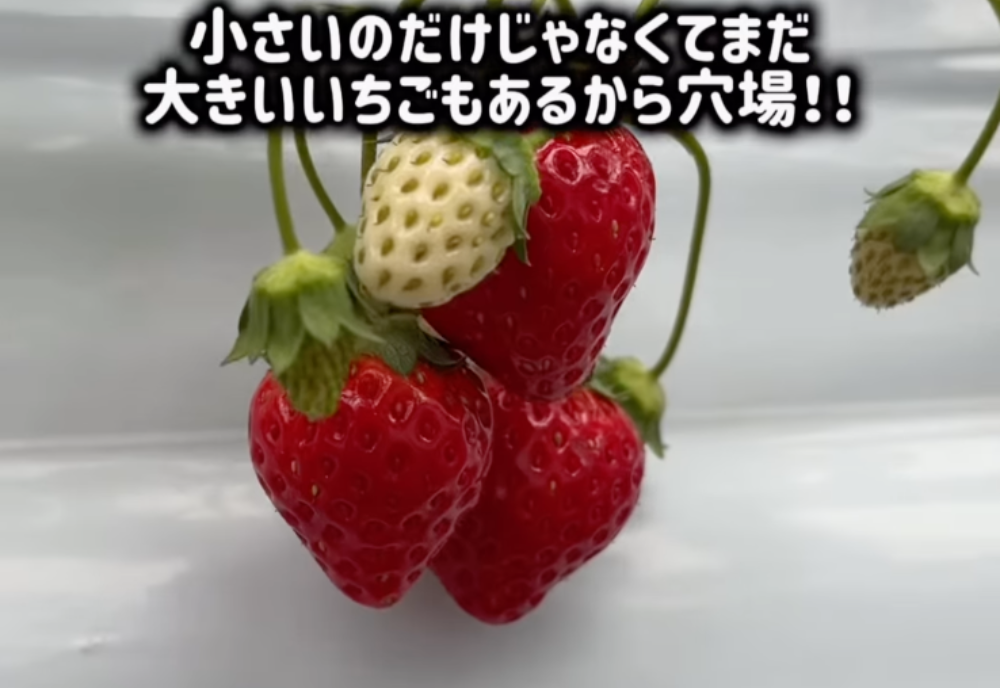 プロモンテファーム（PROMONTE FARM）