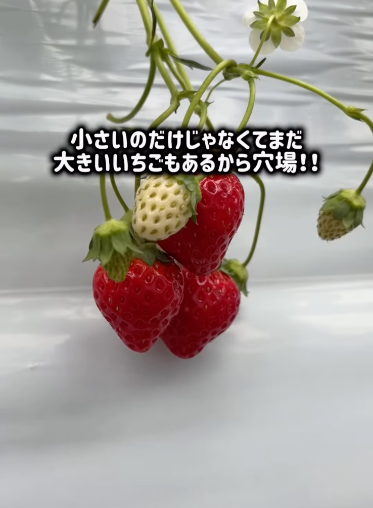 iijan_mikawa