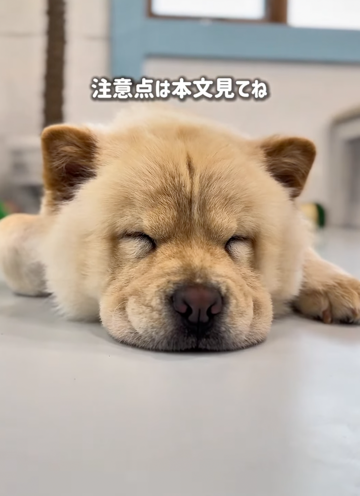 piyomama_aichi_odekake